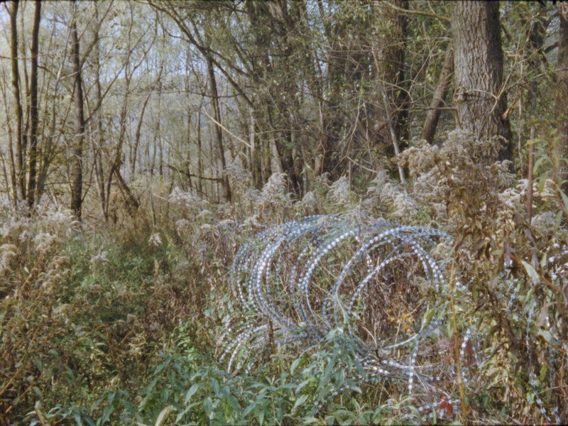 Obzornik 670 - Rdeči gozdovi / Chronik 670 - Rote Wälder / Newsreel 670 - Red Forests